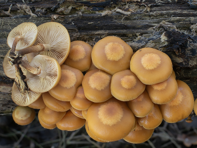 Kuehneromyces mutabilis